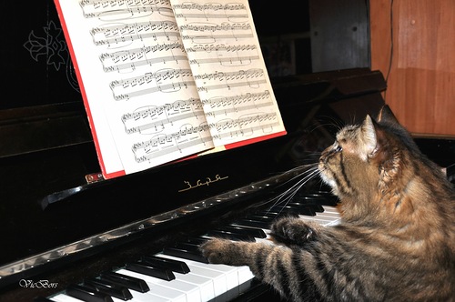 Cat the musician